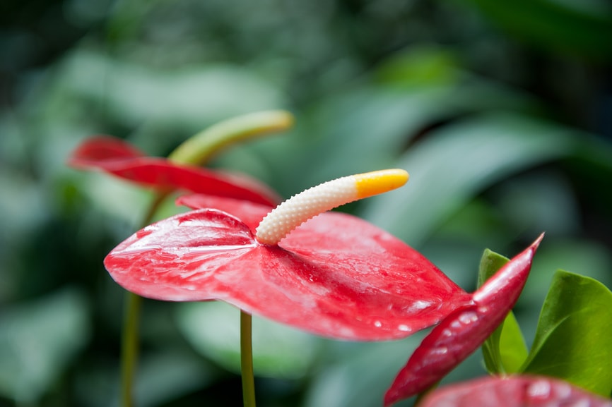 аптекарский огород