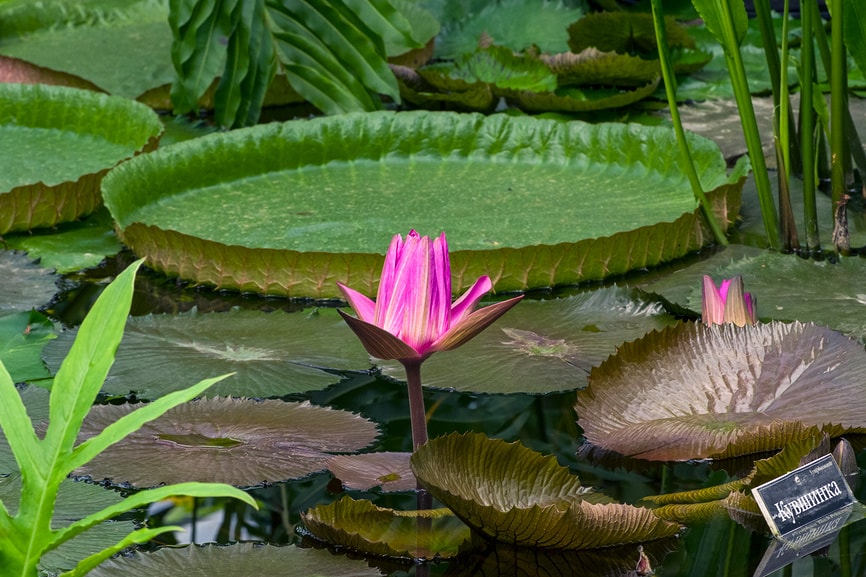 аптекарский огород
